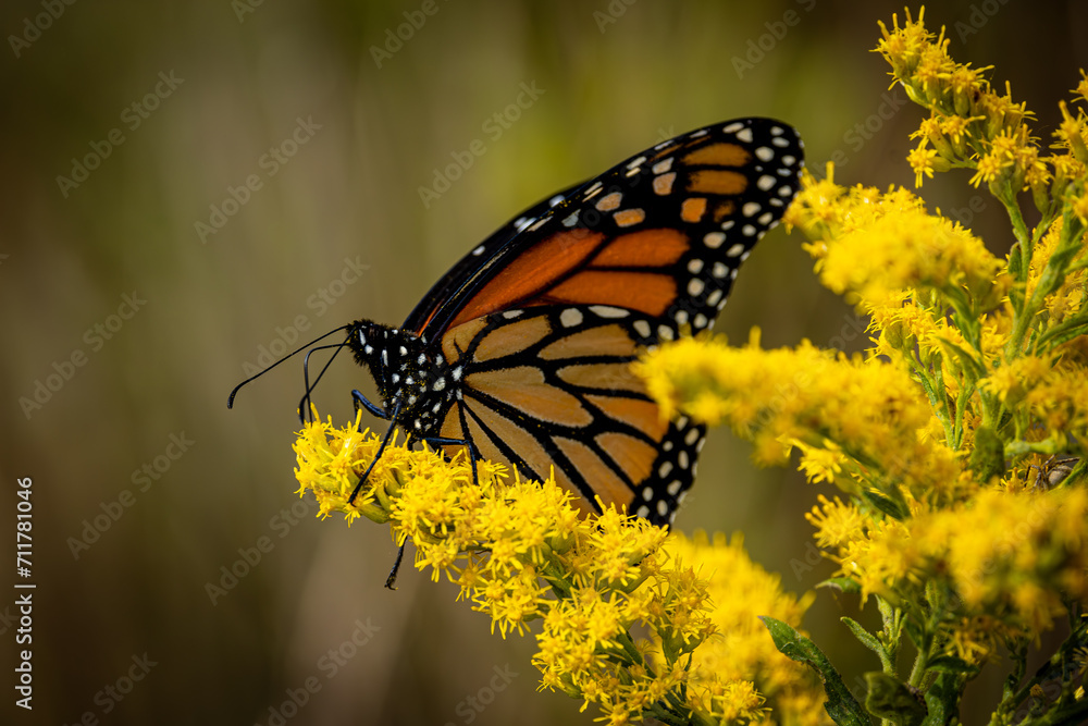 Fototapeta premium Monarch Butterfly