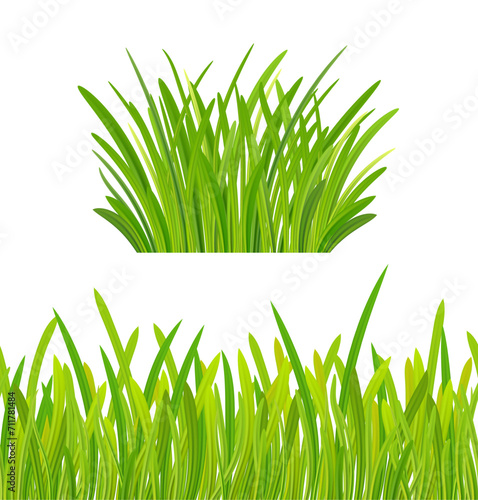 green grass. Grass bushes of different shapes. Hand drawn grass. Green grass, clover, wheat ears .Eps 10