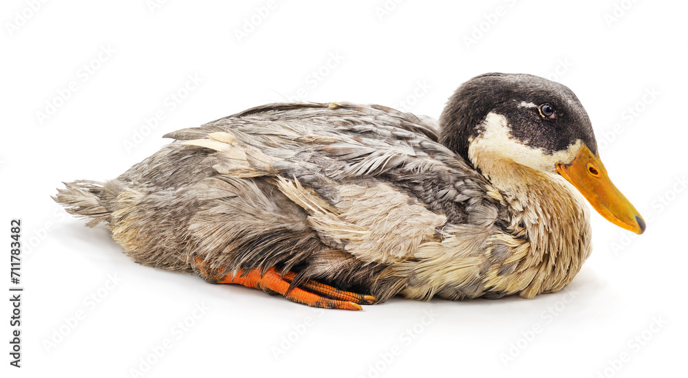 Gray and wet duck. Gray and wet duck.
