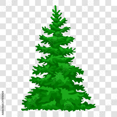 spring or winter woods, evergreen coniferous trees. Realistic green pine trees under snow.Forest, winter, travel.Eps 10