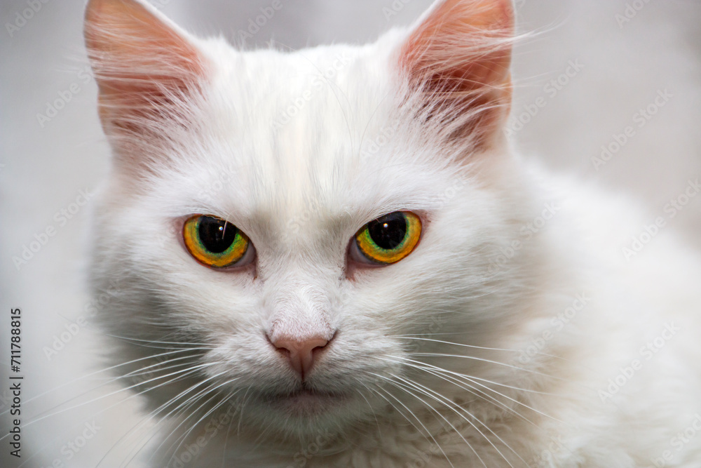 Beautiful white fluffy cat looking at the camera close-up