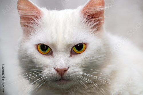 Beautiful white fluffy cat looking at the camera close-up