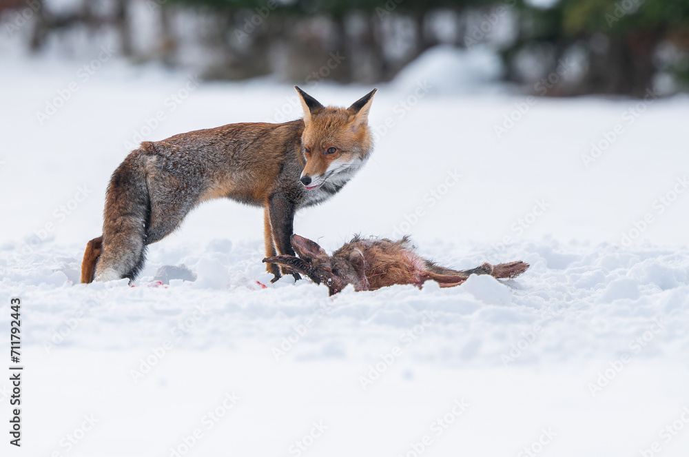 Fototapeta premium The red fox with her prey caught hare in winter scenery