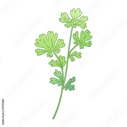 Green sprig of parsley, shoot, branch. Vector illustration of kitchen herbs Isolated on a white background. Perfect for eco, vegan, organic and farm fresh food product branding.