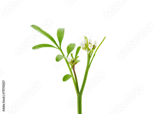 Wavy bitter-cress plant isolated on white background  Cardamine flexuosa