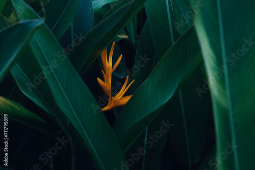 Vibrant Green Foliage bird of paradise Trees in Natural Forest photo