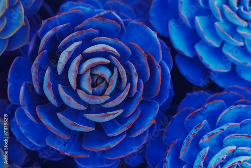 Top View of Vibrant Succulent Plants  Colorful and Beautiful  Creating a Nature-Filled Background