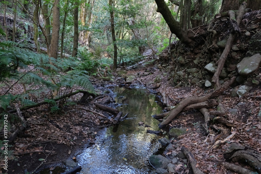 Garajonay National Park with with the world's largest, ancient laurel forest, on UNESCO list in La Gomera, Canary Islands, Spain Garajonay National Park with with the world's largest, ancient laurel forest, on UNESCO list in La Gomera, Canary Islands, Spain