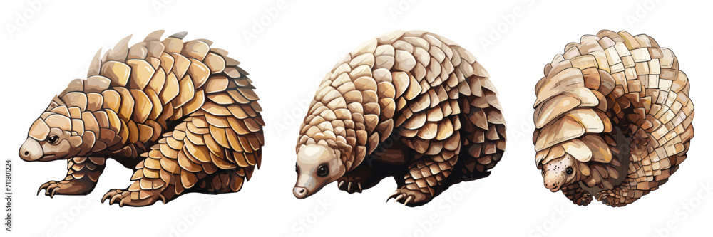 Set of Pangolin Poses: A Study in Scaly Defense, vector illustration isolated on white background Set of Pangolin Poses: A Study in Scaly Defense, vector illustration isolated on white background