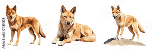 Set of wild dog dingo  breed canine  vector illustration isolated on white background