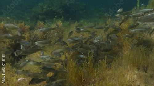 A school of Leaping mullets  (Liza saliens) feeding among brown algae in the Black Sea coastal zone of Bulgaria photo