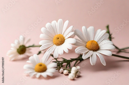 minimal style concept  white daisy chamomile flowers on a pale pink background