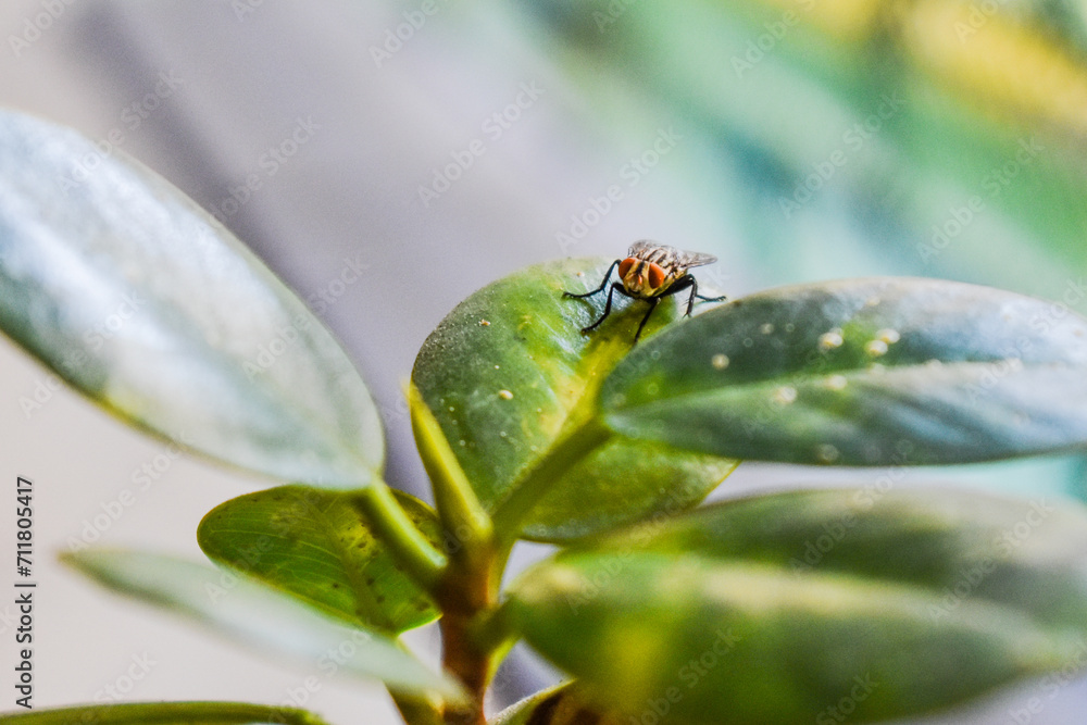 A blowfly not moving on a green leaf A blowfly not moving on a green leaf