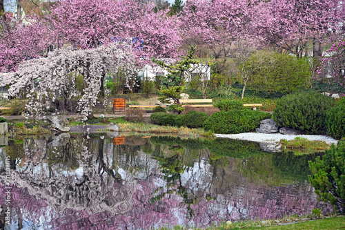 Canvas Print Blossomed trees and pond in Setagaya park in Vienna springtime