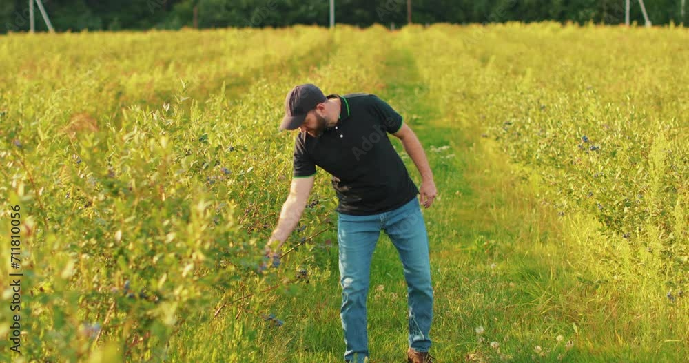 A farmer inspects blueberry bushes on a large plantation. Agriculture, growing berries A farmer inspects blueberry bushes on a large plantation. Agriculture, growing berries