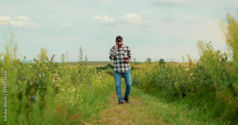 A young farmer is working in a blueberry field, talking on the phone while walking through a blueberry plantation. A young farmer is working in a blueberry field, talking on the phone while walking through a blueberry plantation.