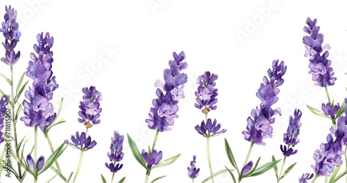 Watercolor illustrations of lavender flowers in various stages of bloom  seamless border  transparent background
