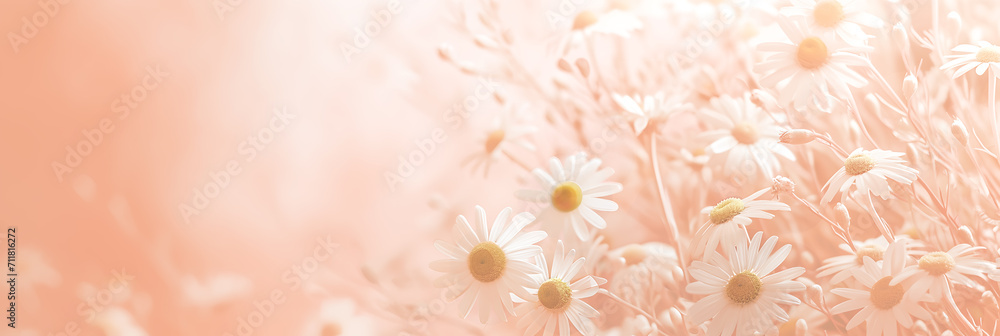 White flowers on a soft pink background with copy space. Women's Day, Valentine's Day and romantic anniversaries. Banner - obrazy, fototapety, plakaty 