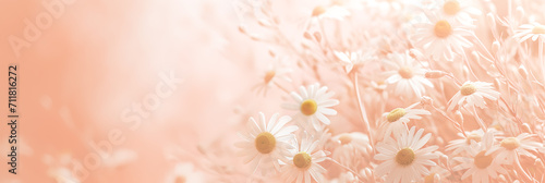 White flowers on a soft pink background with copy space. Women's Day, Valentine's Day and romantic anniversaries. Banner photo