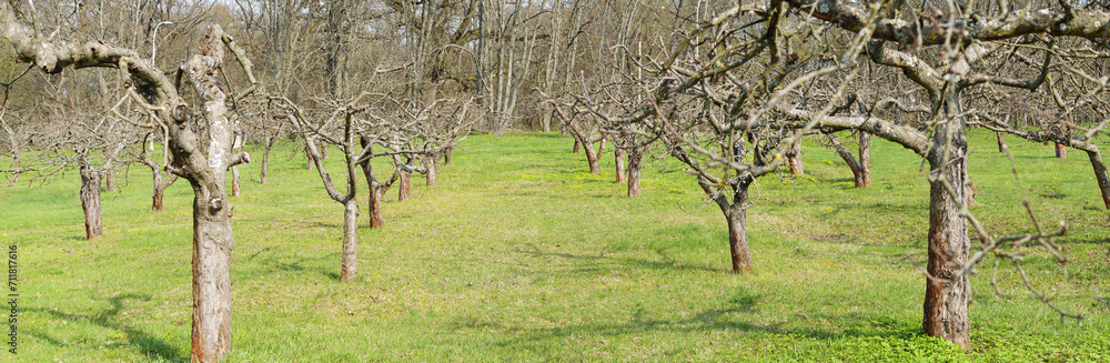 Old apple orchard. Orchard blur with soft light for background. Old apple orchard. Orchard blur with soft light for background.