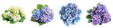 Hydrangea Flower Pile Of Heap Of Piled Up Together Hyperrealistic Highly Detailed Isolated On Transparent Background Png File