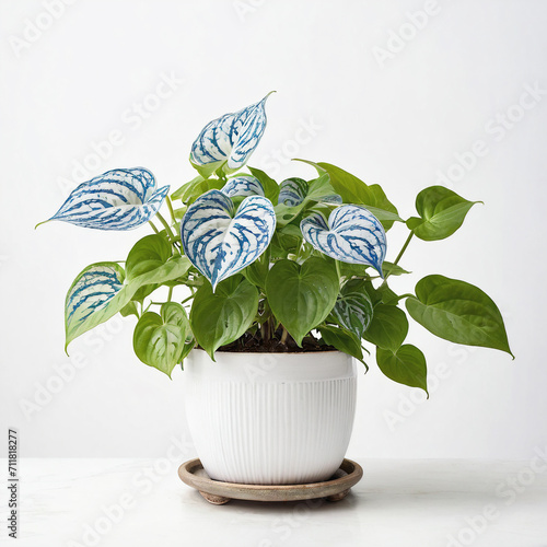 Illustration of potted Epipremnum pinnatum Cebu Blue plant white flower pot cebu blue pothos isolated white background indoor plants