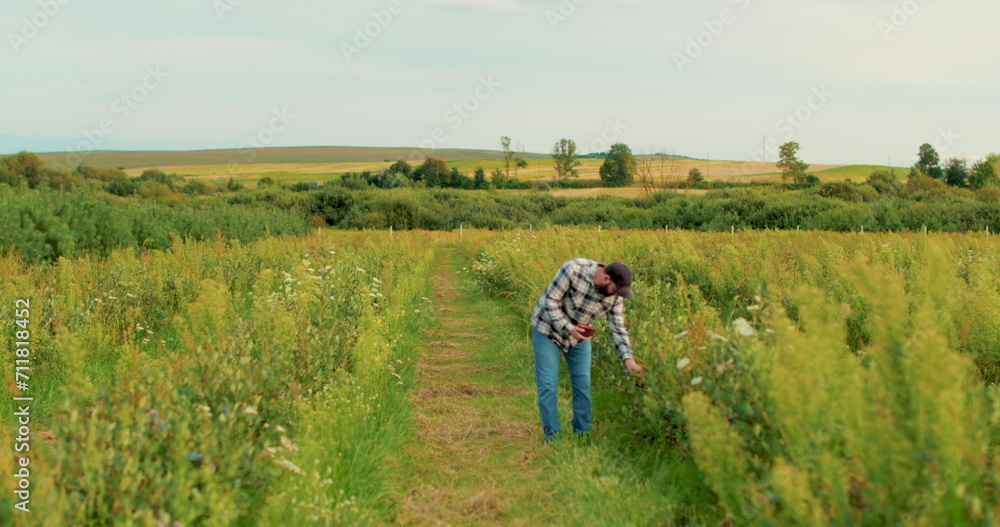A young farmer is working in a blueberry field, talking on the phone while walking through a blueberry plantation. A young farmer is working in a blueberry field, talking on the phone while walking through a blueberry plantation.