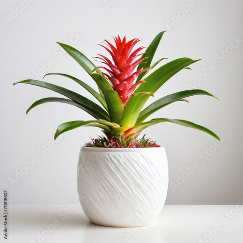 Illustration of potted bromeliad  plant white flower pot Bromeliaceae isolated white background indoor plants photo