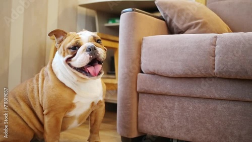 English bulldog stands neat soft armchair and jumps on it