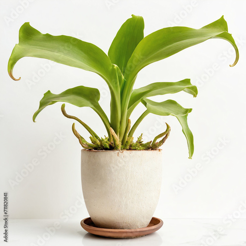 Illustration of potted Platycerium spp plant white flower pot staghorn fern  isolated white background indoor plants photo
