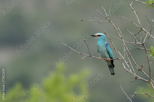 european roller on the branch 