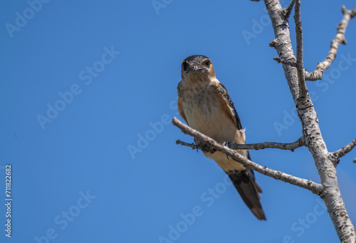 Red-rumped Swallow on the branch 