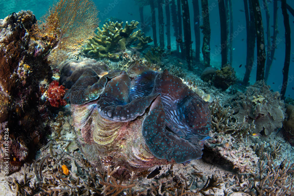 A Giant clam, Tridacna gigas, grows on a shallow coral reef in Raja ...