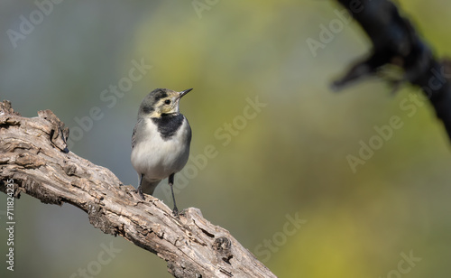 white wagtail on the branch