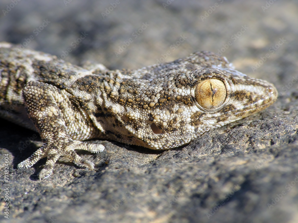 East Canary Gecko, Wall gecko Tarentola angustimentalis, on stone, Canary Islands, Fuerteventura East Canary Gecko, Wall gecko Tarentola angustimentalis, on stone, Canary Islands, Fuerteventura