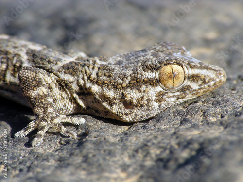 East Canary Gecko  Wall gecko Tarentola angustimentalis  on stone  Canary Islands  Fuerteventura