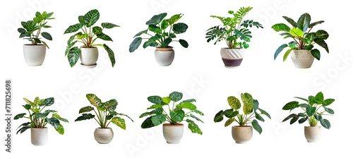 Collection of various exotic houseplants displayed in ceramic pots with transparent background. photo
