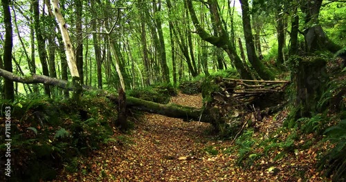 A forest path covered in fallen leaves, surrounded by green trees and a fallen log. photo