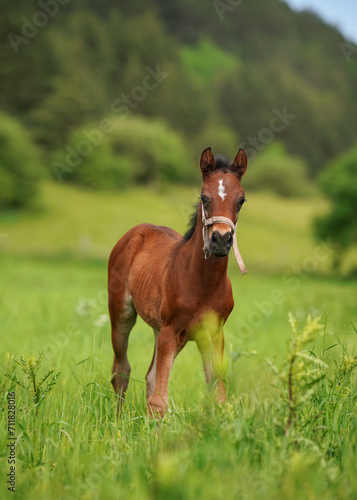 Brown Arabian horse foal walking over green grass field, front view