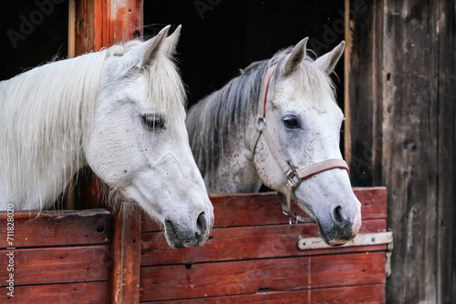 Two white Arabian horses with brown spots, detail - only head visible out from wooden stables box