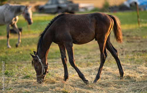 Dark brown Arabian horse foal grazing over green grass field  afternoon sun shines over