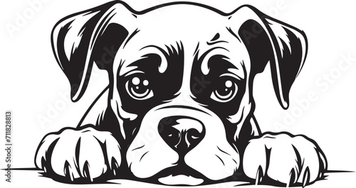 Peeking Boxer face, Dog head, isolated on a white background, Vector, Illustration