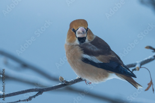 Fotografie The hawfinch (Coccothraustes coccothraustes)