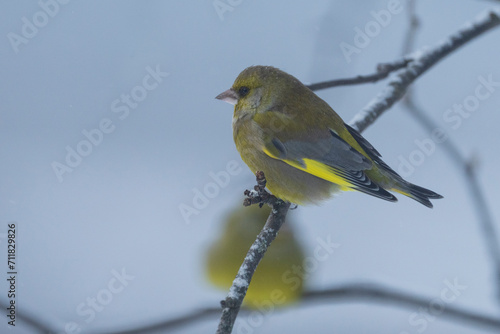 The European greenfinch or simply the greenfinch (Chloris chloris)