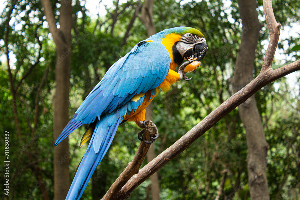 blue and yellow macaw eating fruit blue and yellow macaw eating fruit