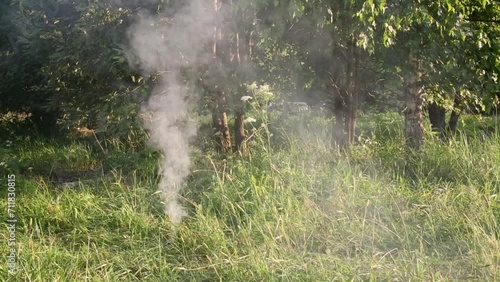 Smoke raise among green trees and bushes at summer day photo