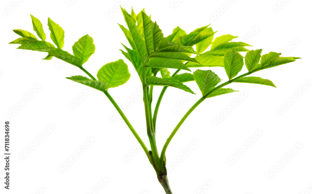 Botanical element for marketing cosmetics spa or beauty care products. elderberry leaf. Spring greens.transparent, png
