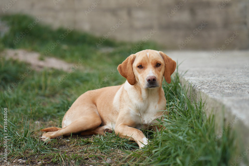 A contemplative dog rests on grass, urban walls surrounding it. Mix breed in garden