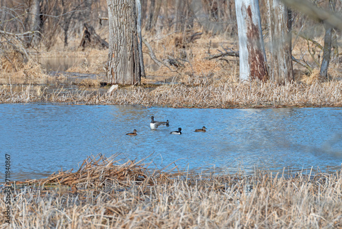 Ring Necked Ducks in a Mississippi River Backwater Bayou photo