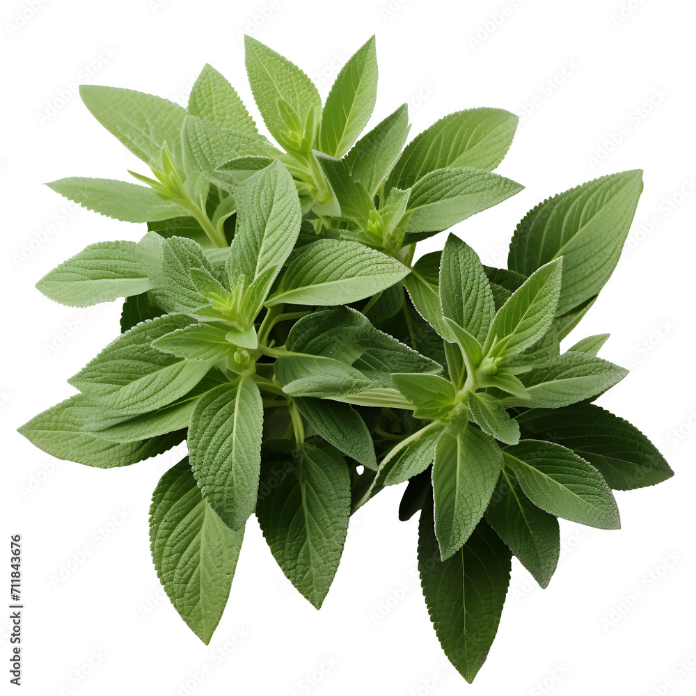 sage plant leaves png. common sage top view png. safe flat lay png